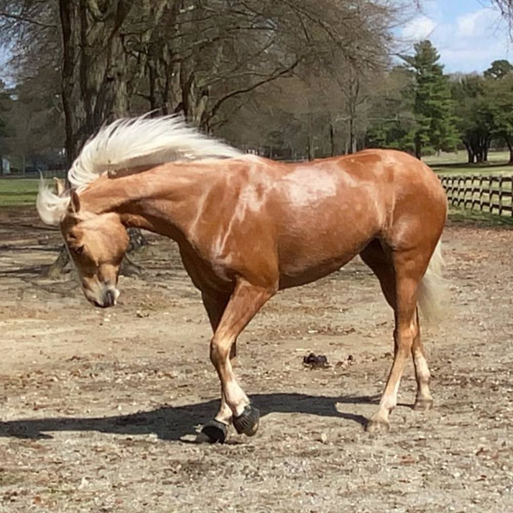 Meet your Posher, Jacqueline